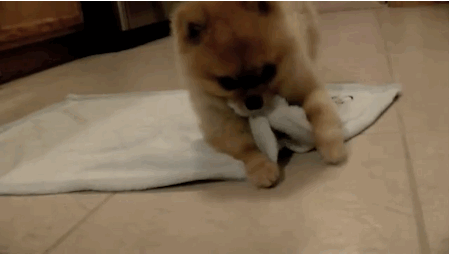 dog rolling himself in a blanket
