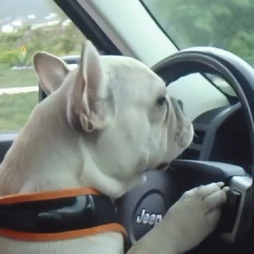 Close up of French bulldog at the steering wheel of a Jeep, appearing to drive.