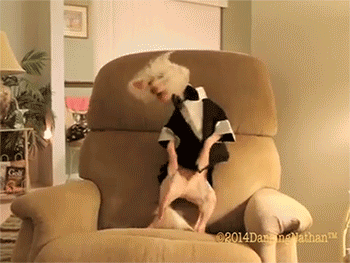 Dog dancing on couch