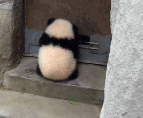 Baby panda hanging on to door which then opens. Weeeeee!